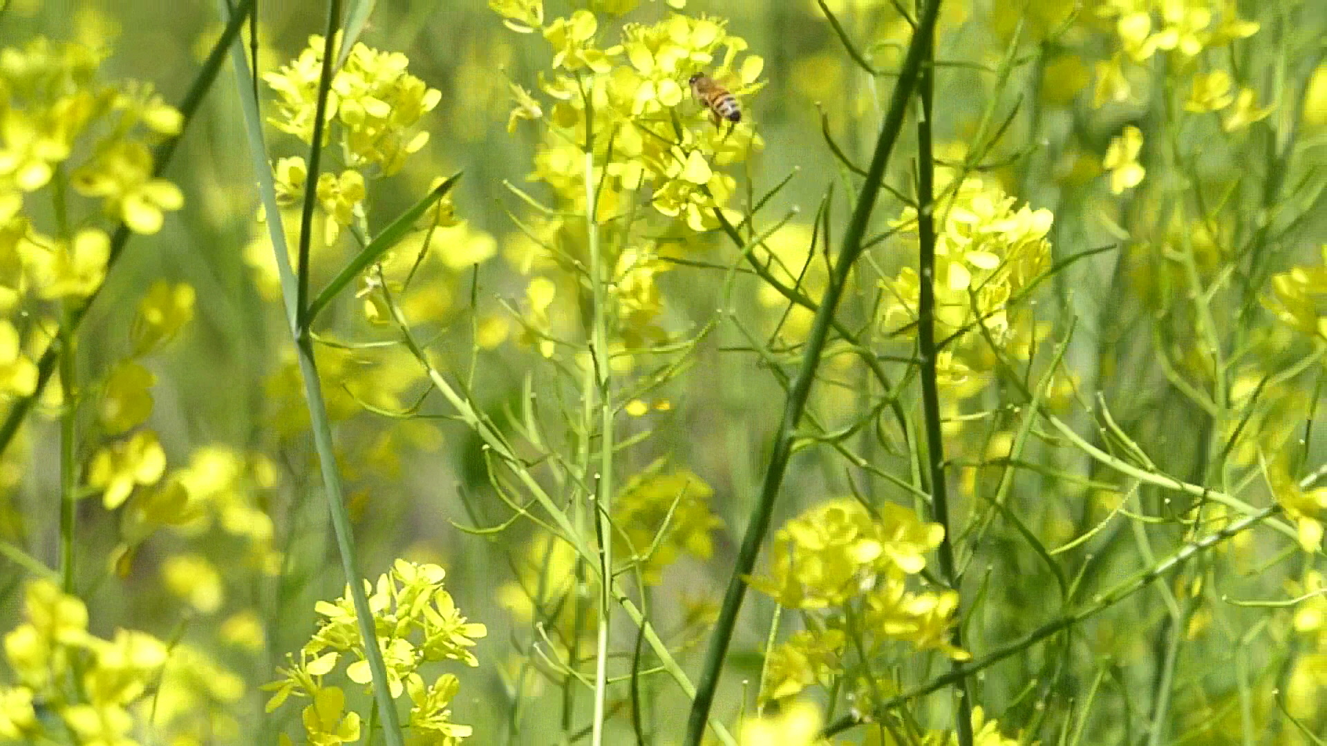菜の花とハチ：動画からの静止画切り出し09