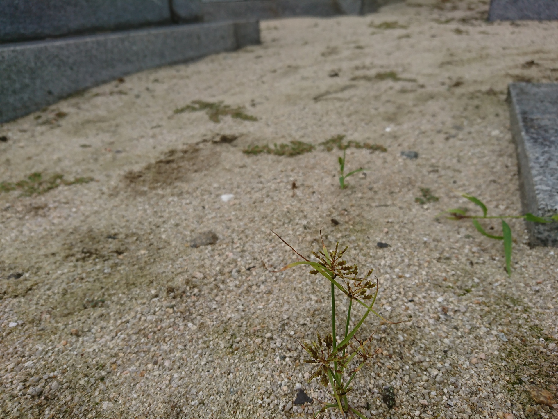 20190923：多分、カヤツリグサ科の何か