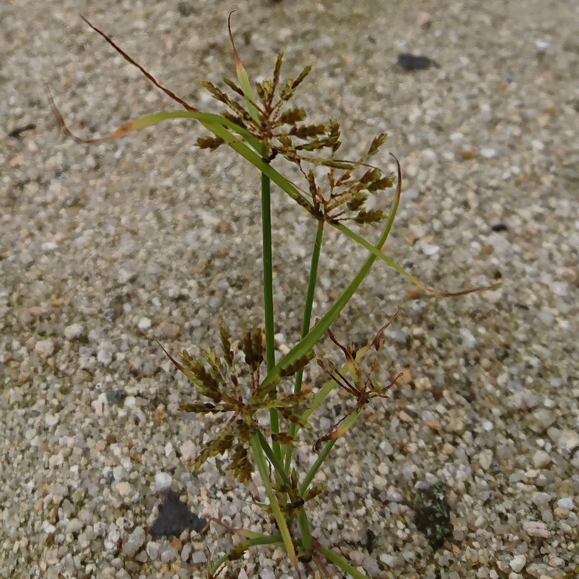 20190923：トリミング後の画像：多分、カヤツリグサ科の何か