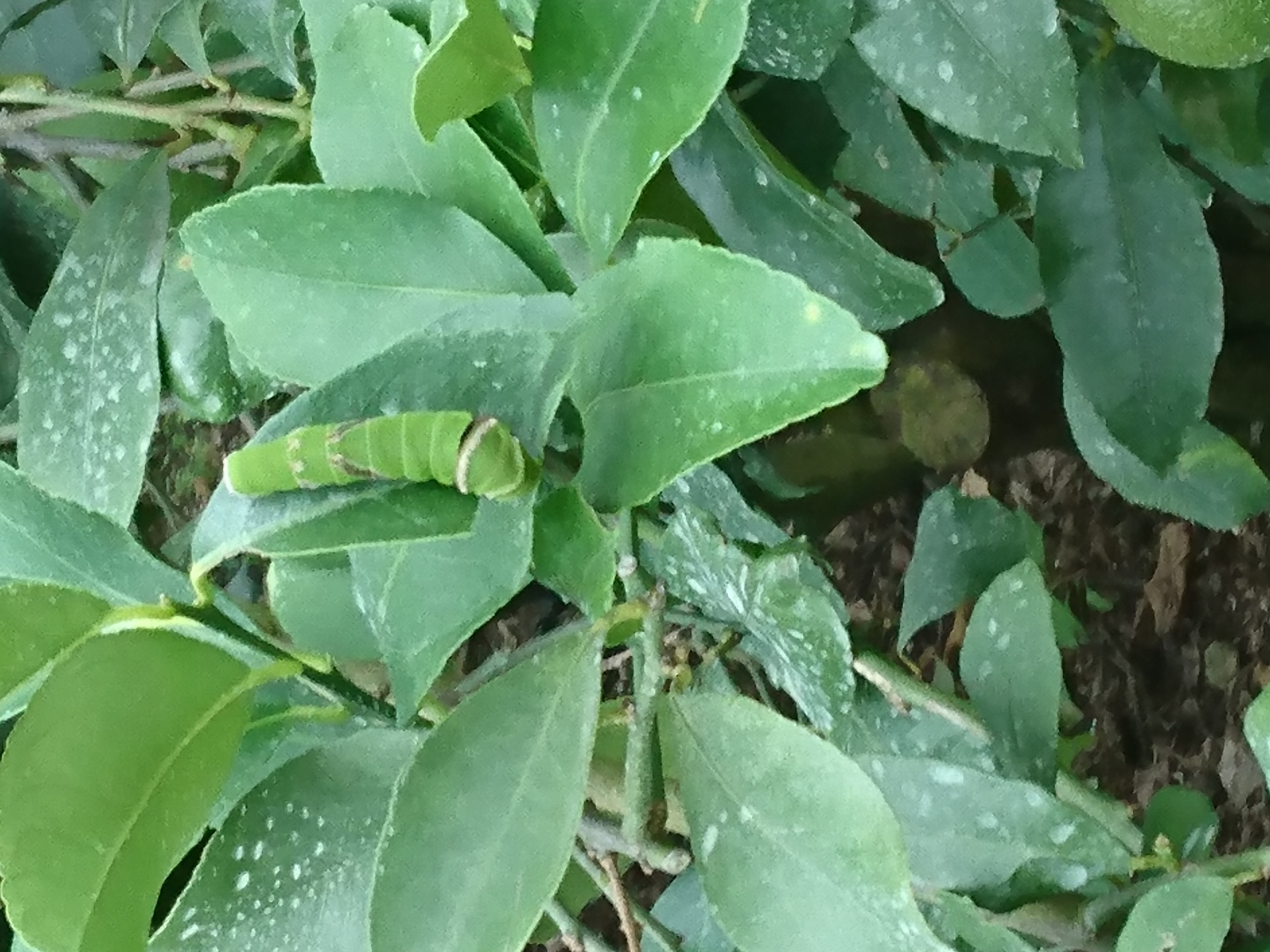 20190923：多分、アゲハチョウの幼虫