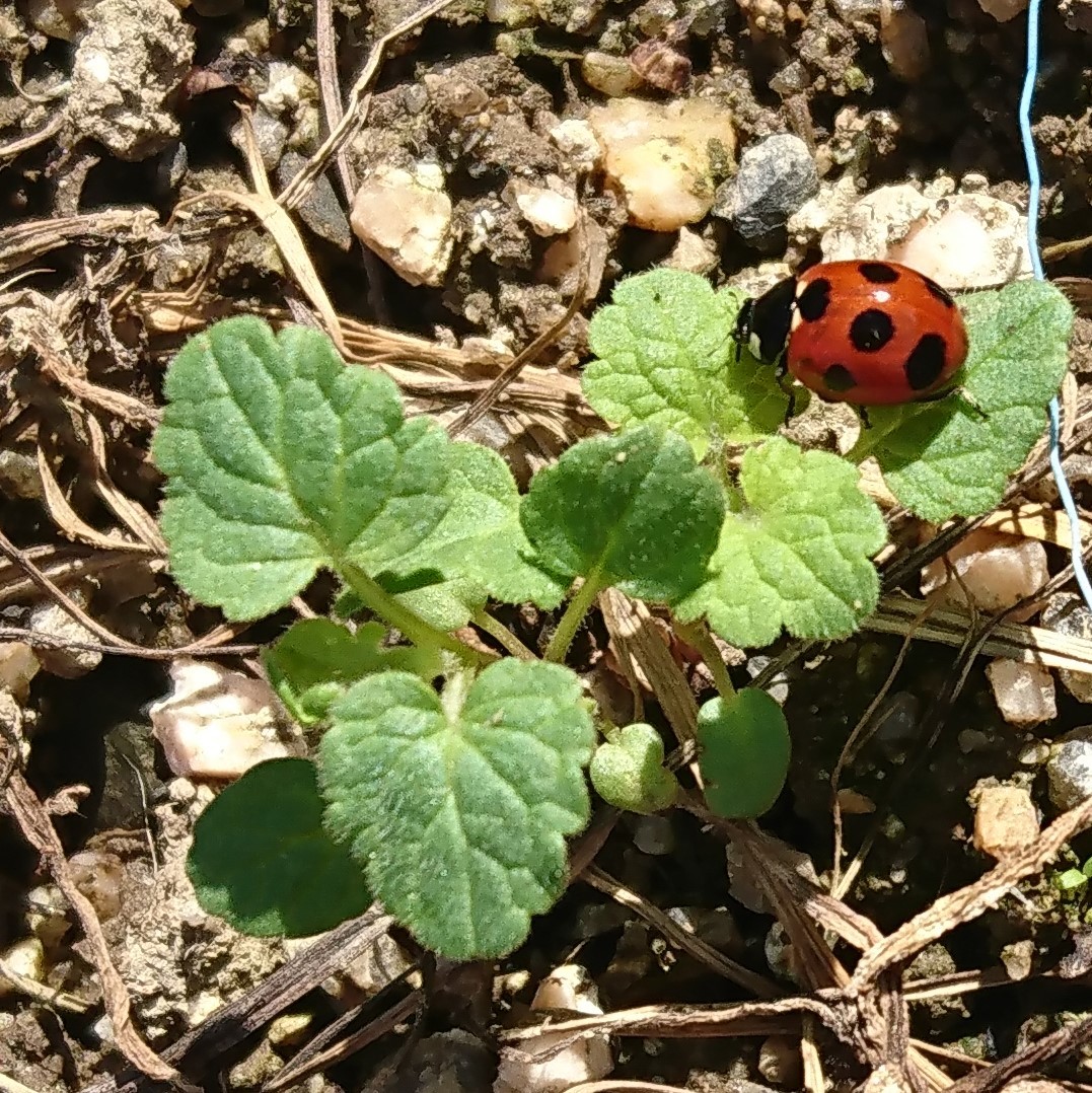 20190923：トリミング後の画像：テントウムシ