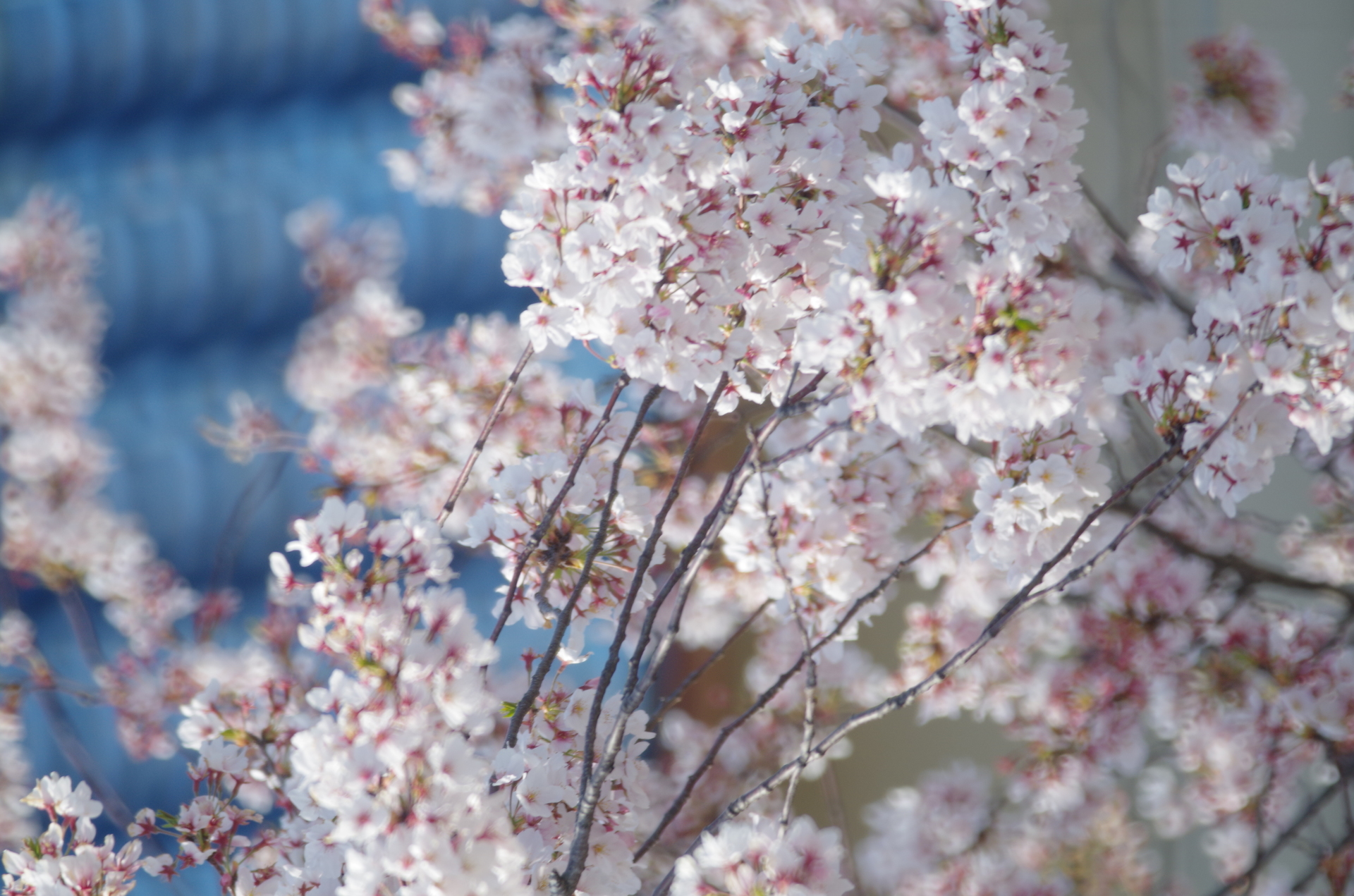 20220406近所の桜等01