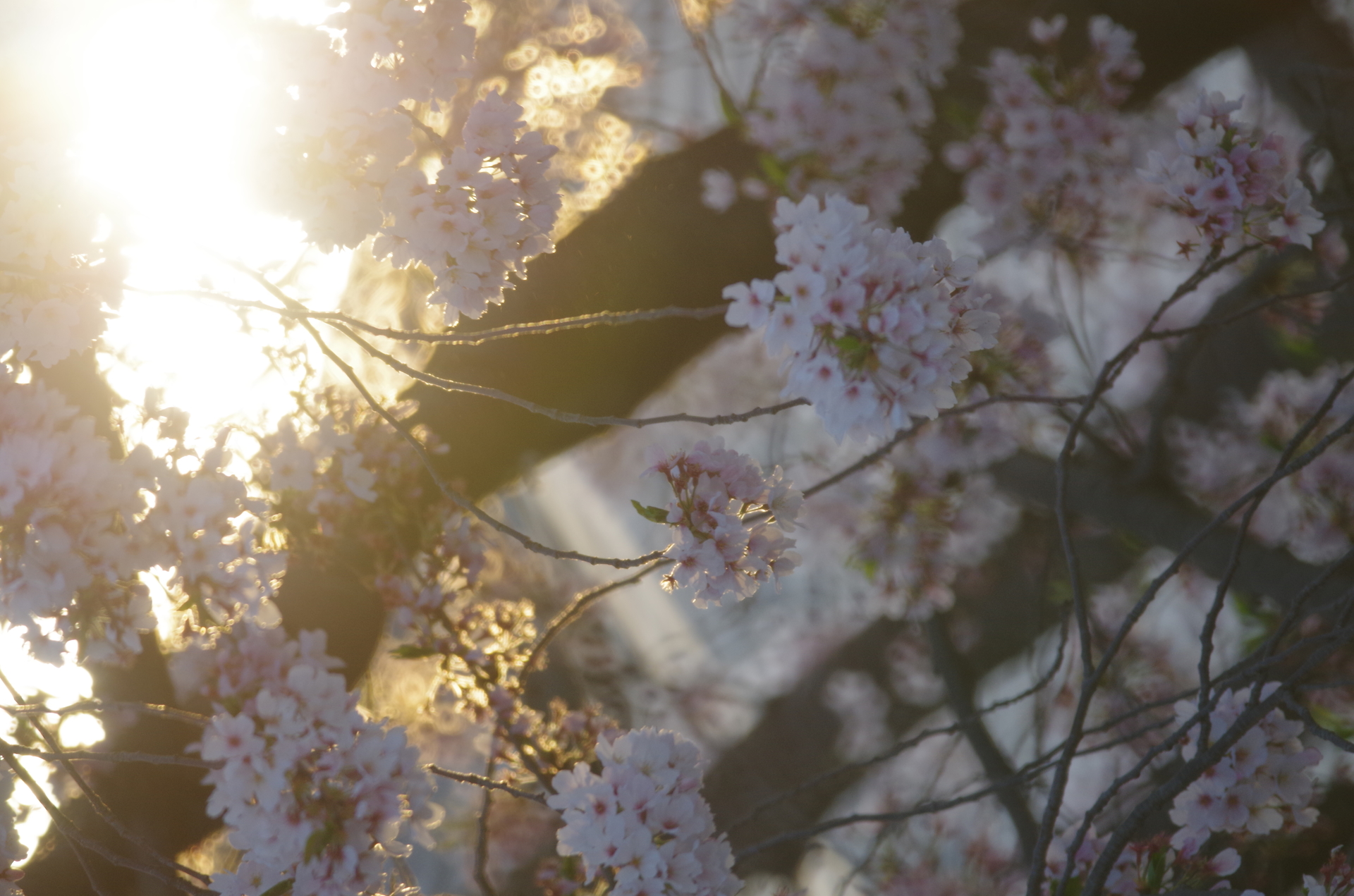 20220406近所の桜等03