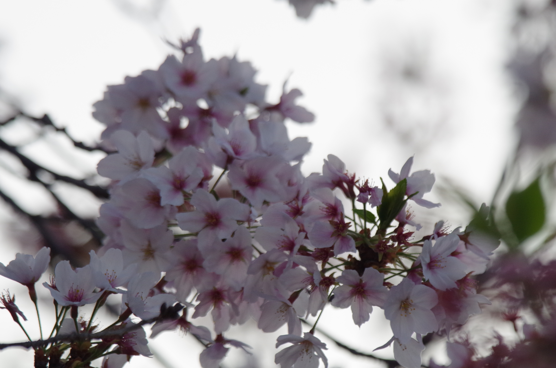 20220408近所の桜等03