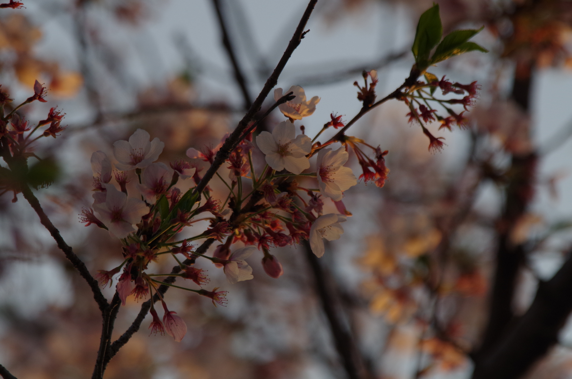 20220408近所の桜等04