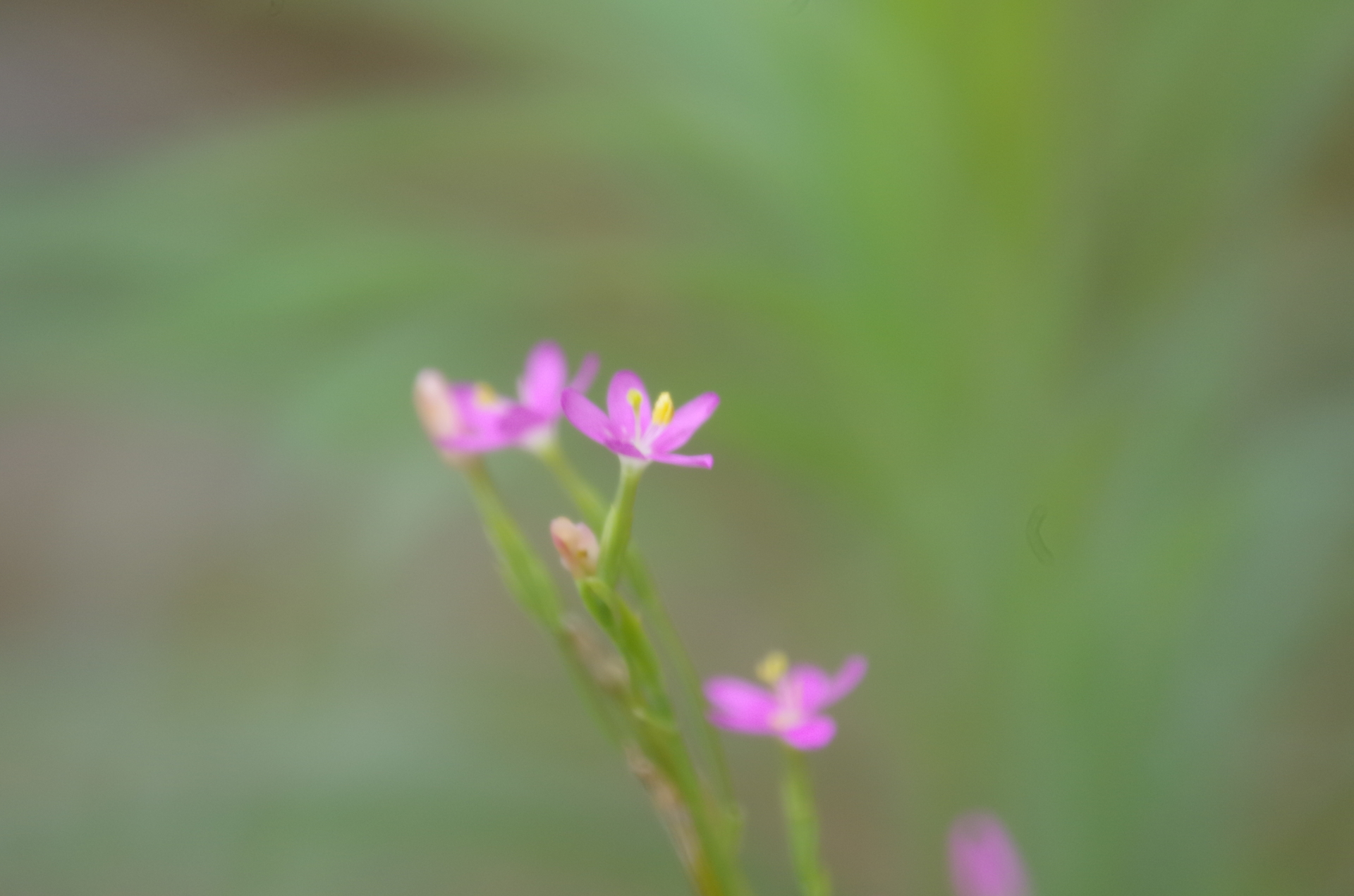 20190720：花07