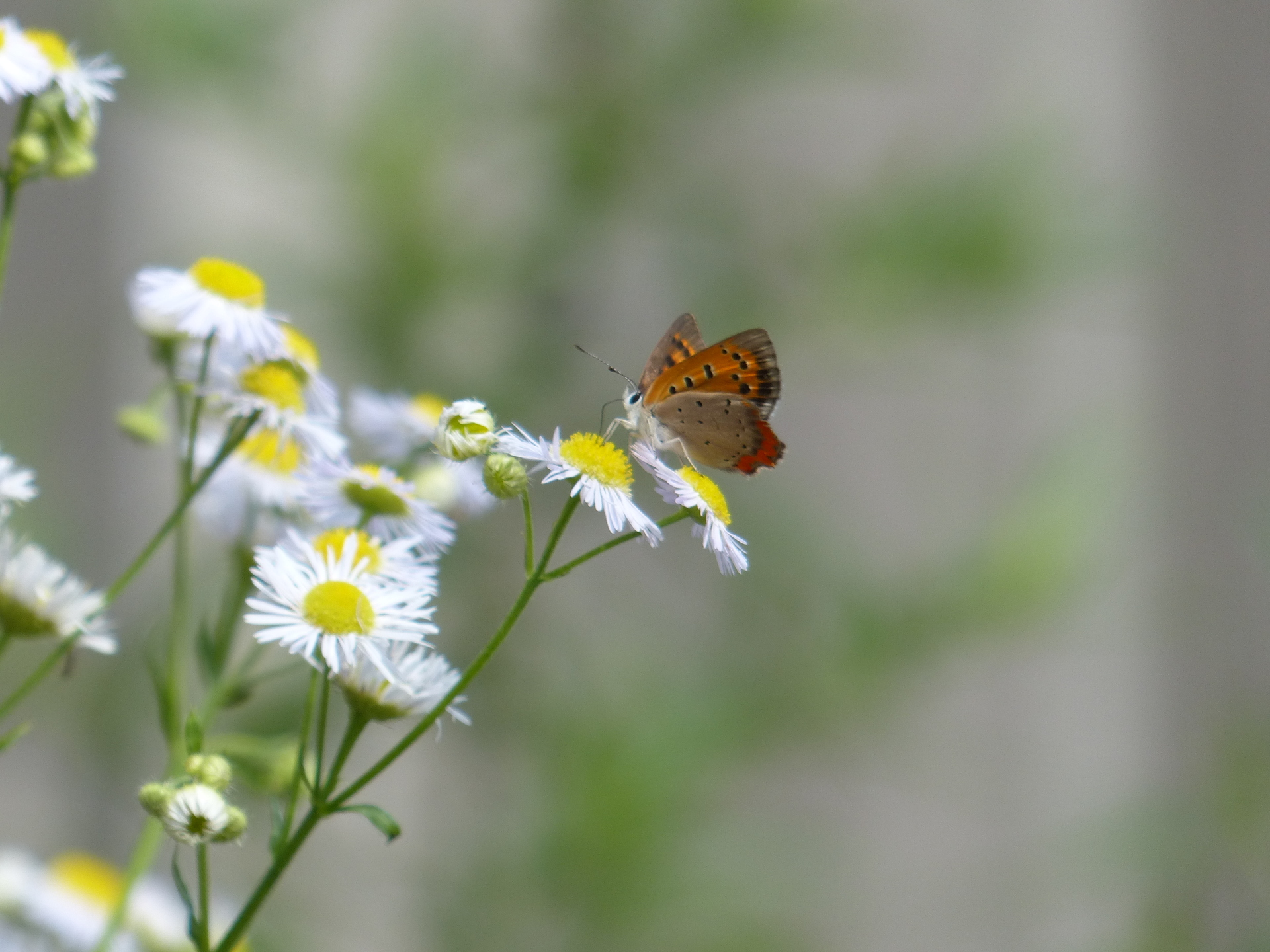 20190623：花と蝶02