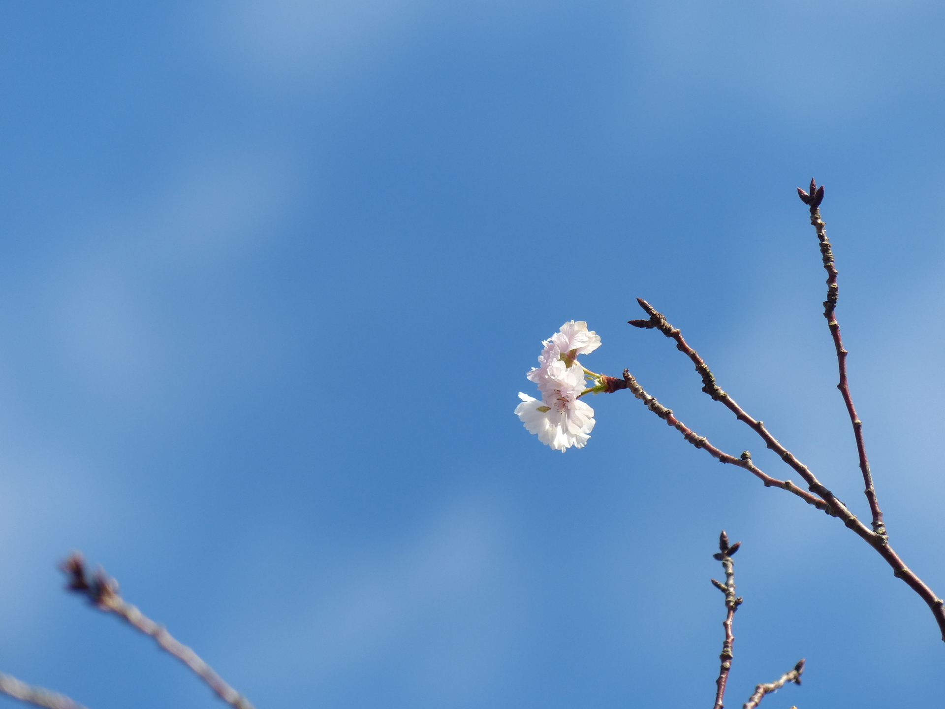 青空背景の子福桜