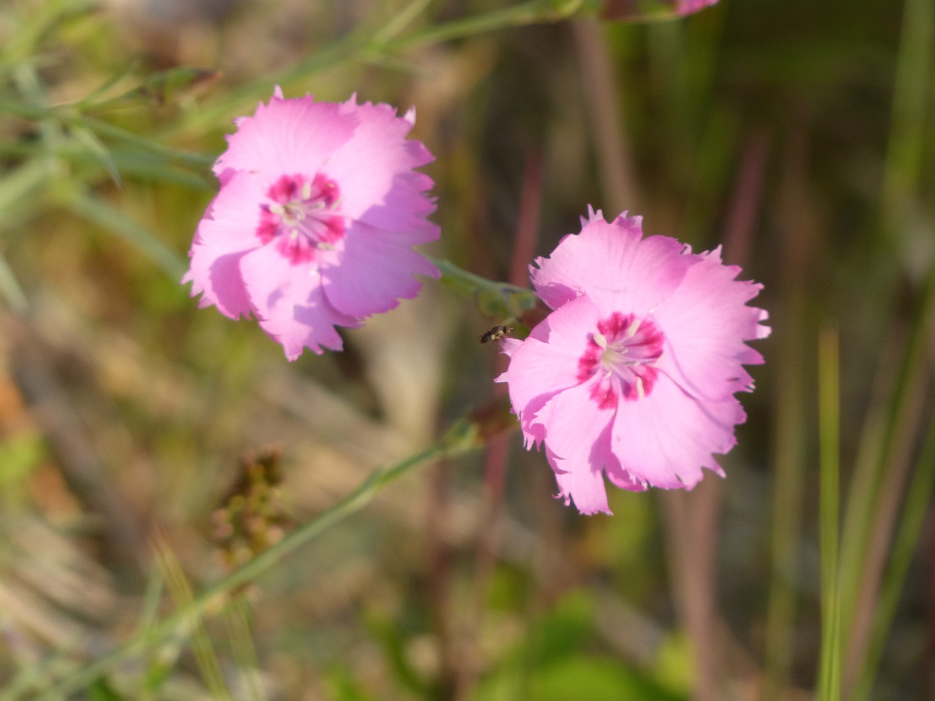 花：虫が寄っきた01