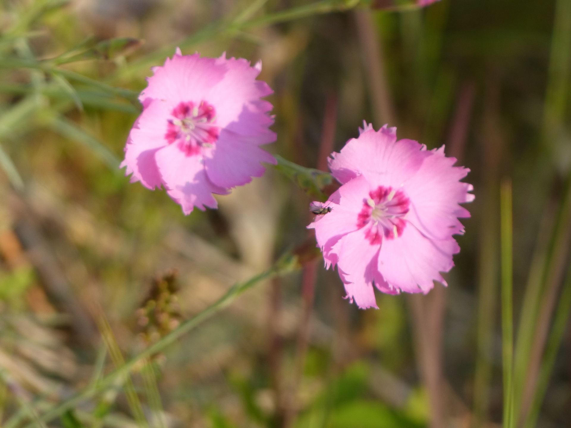 花：虫が寄っきた02